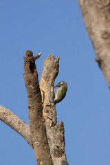 A bird on the Tree Dead branches