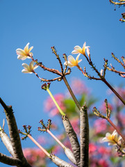Pink frangipani flower, Phumeria
