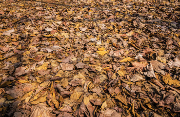 dry brown leaves in the forest