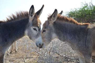 Papier Peint photo Lavable Âne Two Donkeys in Love in Aruba