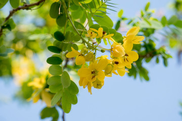 Cassod tree; Cassia siamea with flower - obrazy, fototapety, plakaty