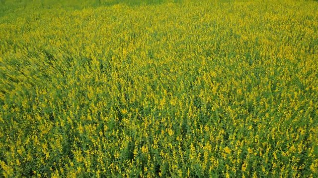 aerial view from drone: Crotalaria juncea or sunhemp field, popular plant for make green manure in Thailand