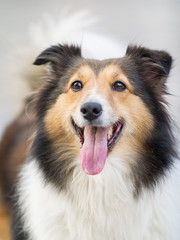 Dog, Shetland sheepdog, collie.
