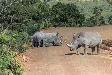 Fototapeta na wymiar White rhinoceros ( Ceratotherium simum)