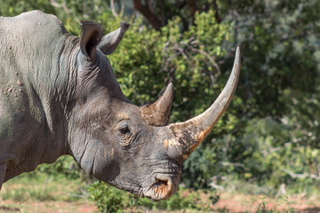 Fototapeta premium White rhinoceros with big horn
