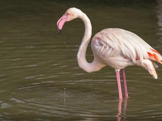 Greater Flamingo, Phoenicopterus ruber, beautiful pink big bird in water.