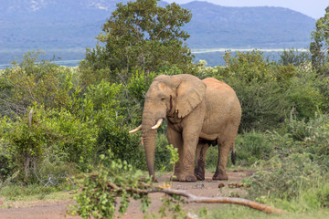 Obraz premium Słoń afrykański (Loxodonta africana)