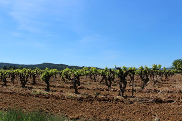 Fototapeta na wymiar vigne vignoble viticulture