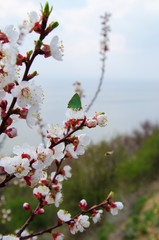 spring flowering of tree