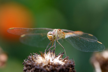 Dragonfly
