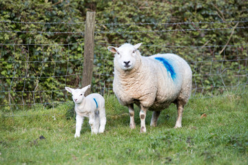 Obraz premium Mother ewe sheep and her lamb stood in a field