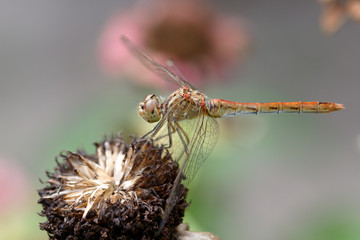 Dragonfly