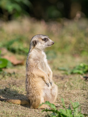 Naklejka na ściany i meble Alert meerkat (Suricata suricatta) standing on guard.