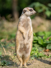 Alert meerkat (Suricata suricatta) standing on guard.
