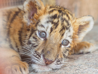 Portrait of manchurian tiger cub