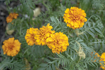 Orange flowers
