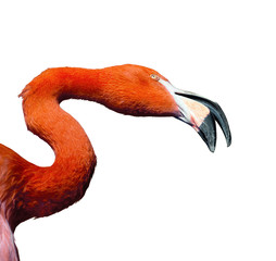 Closeup portrait pink flamingo - isolated on white background - 144454358