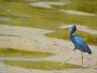 A Little Blue Heron (Egretta caerulea) at the Lemon Bay Aquatic Reserve in Cedar Point Environmental Park, Sarasota County Florida