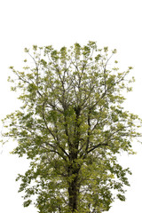 Obraz premium green leaf of treetop,isolated on white,