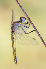Dragonfly photographed in their natural environment.