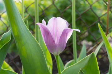 Park in The Spring.Tulips. Spring landscape.