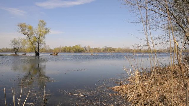 Nice morning spring day close to the Dnieper river , in Kiev, Ukraine, with willows in the water