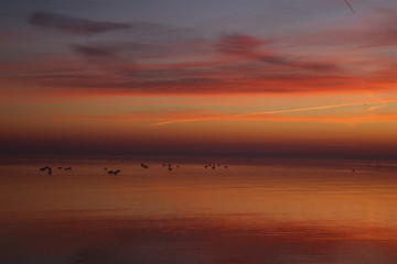 Swans gathered just after sunset in February