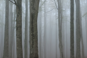 Tuscan woods in the fog