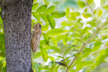 Cicada cling on the tree in summer of thailand