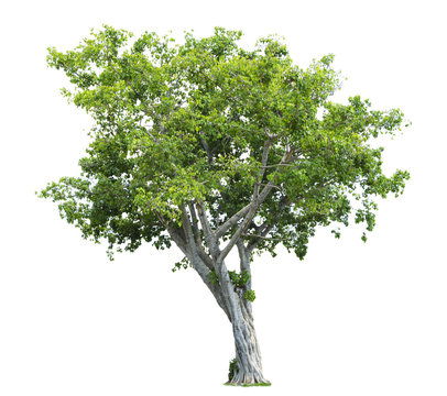 Bonhi Tree isolated on white background