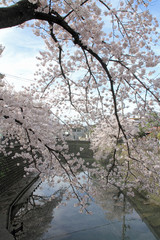 row of cherry blossom trees along Ooka river, Yokohama, Japan