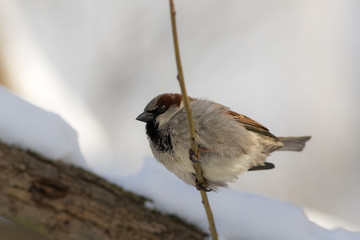 Portrait of a sparrow