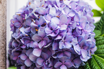 Hydrangea Background
