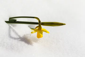 Papier Peint photo Lavable Narcisse Yellow daffodil under the snow