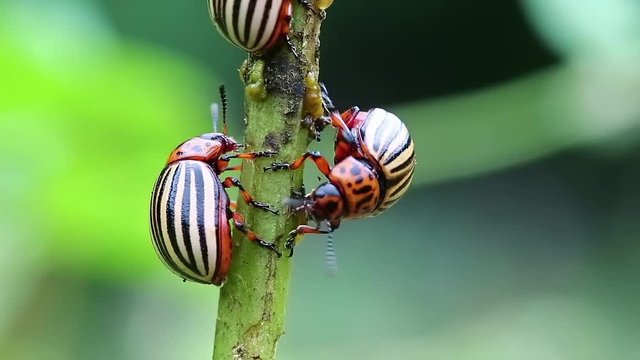 Colorado potato beetles, plant pest, insects vermin. Colorado beetles on potato plant