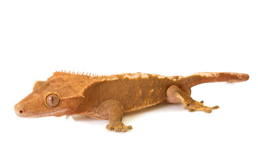 Crested gecko in studio