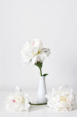 White peonies are very gentle and delicate flowers