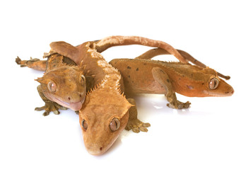 Crested gecko in studio