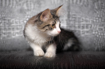White with stripes kitten on a gray background