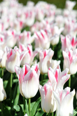 Gentle pink tulips decorates spring flowerbeds in the Netherlands.