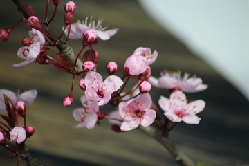 PRUNUS CERASIFERA/ `PISSARDII NIGRA`/cherry plum/myrobalan plum/This is branch of  ornamental cherry plum is popular in demand for its deep burgundy leaves, almost no maintenance. © luckakcul