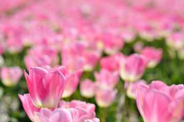 Obraz premium Field of pink tulips at the peak of their bloom