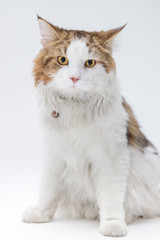 A cat sitting and looking carmera