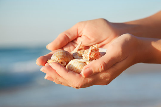Beach shell held by hands in a tropical place