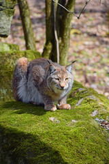 Naklejka na ściany i meble Eurasian lynx on moth stone in forest