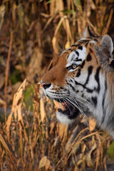 Close up side portrait of Siberian Amur tiger