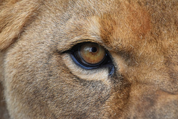 Naklejka premium Oko lwicy ekstremalnie z bliska