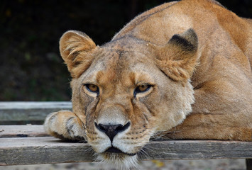 Close up side portrait of female African lioness