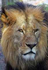 Close up portrait of male African lion