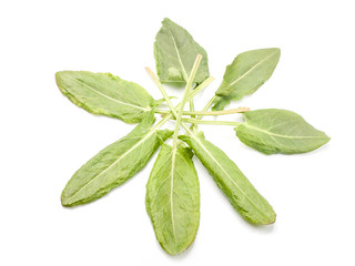 Obraz premium Fresh sorrel isolated